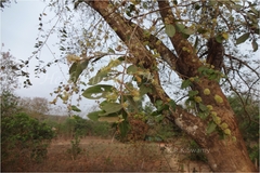Anogeissus acuminata